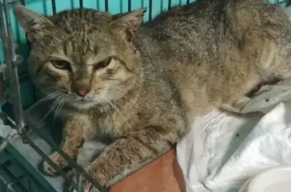 Сбитый котик, Люберцы, Железнодорожная 3