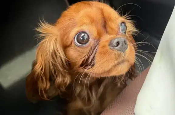 Собака найдена на ул. Лейтенанта Катина, 13А