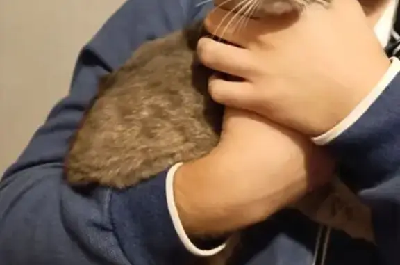 Найдена кошка, Челябинск, фото: Кошка найдена у Озона, Салавата Юлаева 22