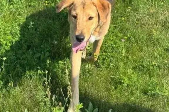 Найдена собака, Рязанская область, фото: Щенок найден: Новопанское, Рязанская обл.