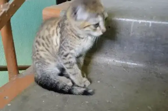 Кошка найдена: ул. Строителей, 11, Йошкар-Ола