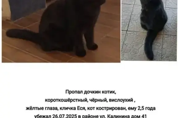 Пропала кошка, ул. Калинина 41, Орёл