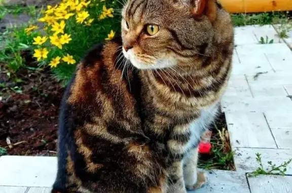 Кошки потеряшки, Самарская область, фото: Потеряшка кошка в СНТ Сокский-1, Старосемейкино