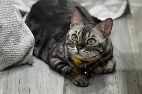 Кошки потеряшки, , фото: Потеряшка кошка, 5-я линия, Красный Пахарь