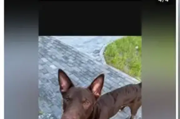 Собака найдена, пл. Красных Партизан, Копейск