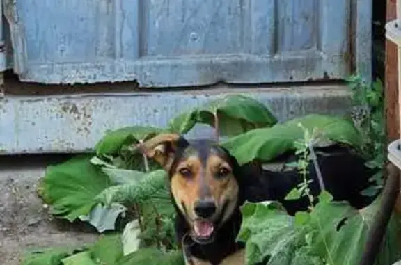 Беременная собака найдена: Ярославль, Магистральная 7