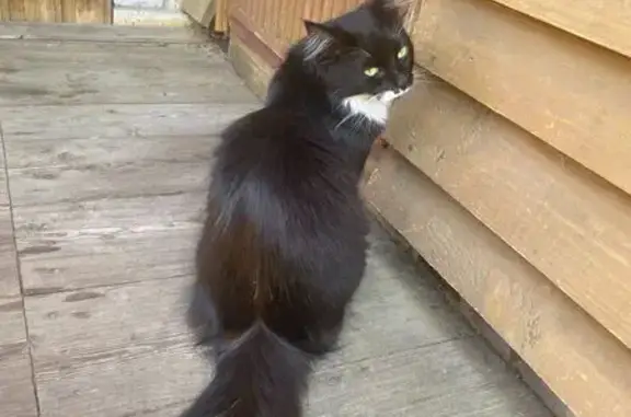 Пропала кошка, Щегловская ул., Вартемяги