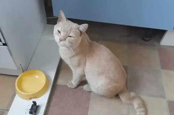 Котик найден: пер. Хользунова, Москва