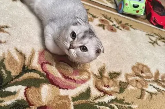 Пропала кошка, Старицкая ул. 98/1, Торжок