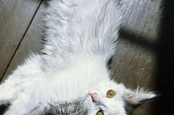 Кошка найдена: Магистральная 3А, Чита