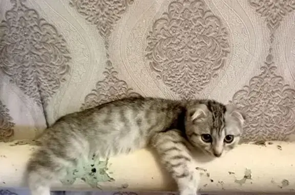 Пропала кошка, ул. Гагарина 4, Лаишево