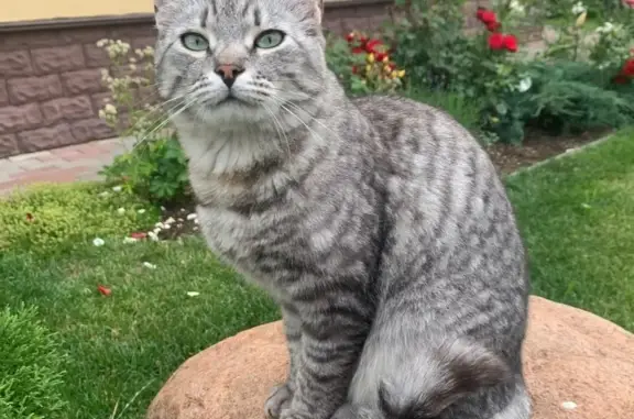 Кошки потеряшки, Московская область, фото: Потеряшка кошка в МО, 4,5 года, серого окраса