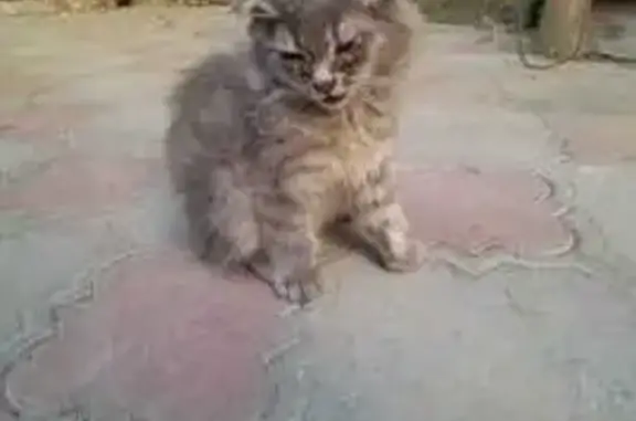 Кошки потеряшки, Кизляр, фото: Потеряшка кошка, Грозненская ул., Кизляр