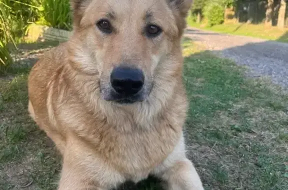 Найдена собака, Мгинское городское поселение, фото: Собака найдена: 4-я линия, 280, Мга