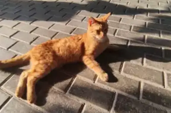 Крупный кот найден: ул. 1-я Линия, 19