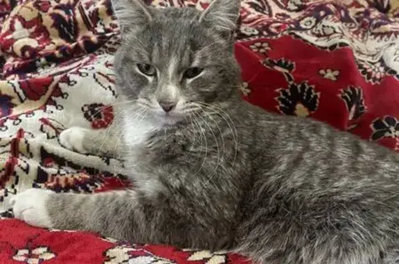 Пропала кошка, Басандайская 94/4, Томск