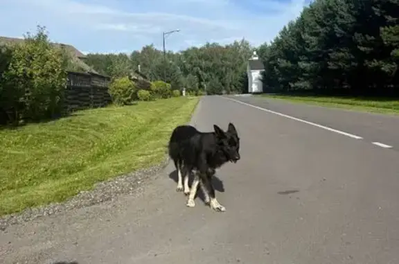 Найдена собака, Злобино, фото: Собака найдена: район д. Злобино, 61