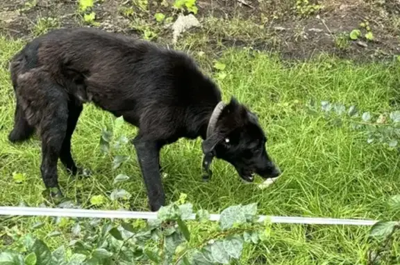 Найдена собака, Челябинск, фото: Собака найдена: Челябинск, Чуйкова 21А