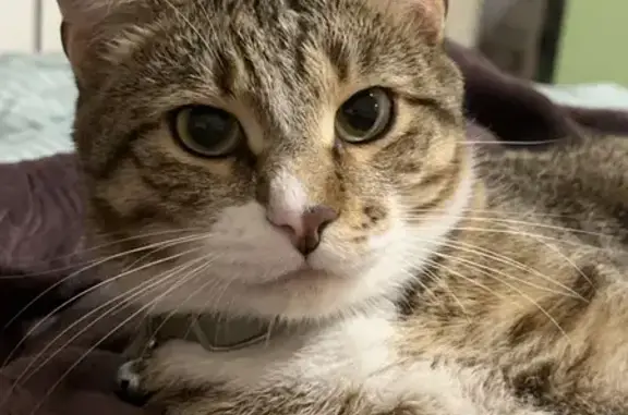 Кошки потеряшки, Тамбов, фото: Потеряшка кошка, ул. Гастелло, 26Б, Тамбов