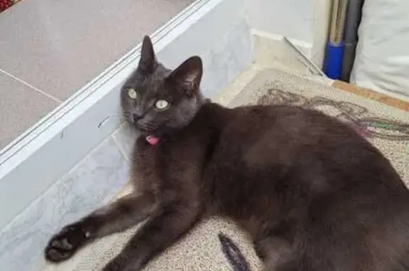 Найдена кошка, Ставрополь, фото: Найдена кошка, переулок Шеболдаева 8