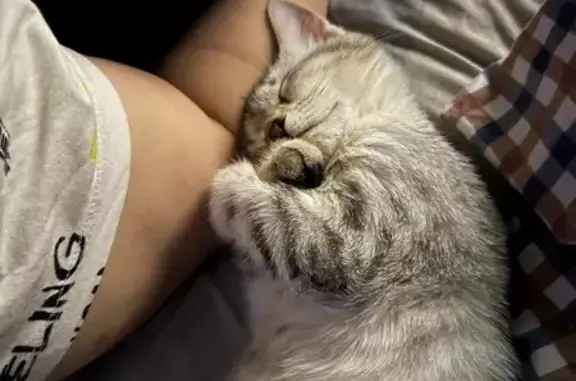 Пропала кошка, 17 Ташкент