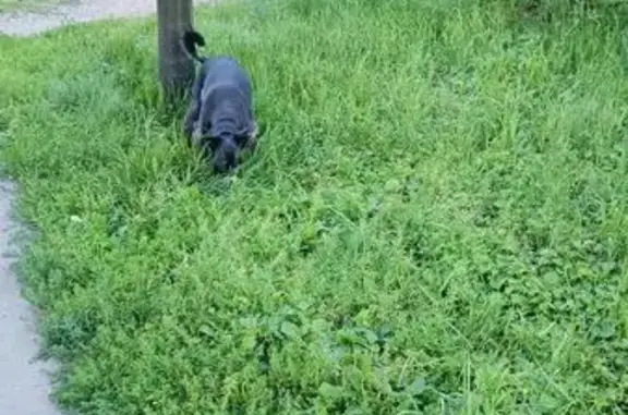 Собака найдена: ул. Лермонтова, 128, Иркутск