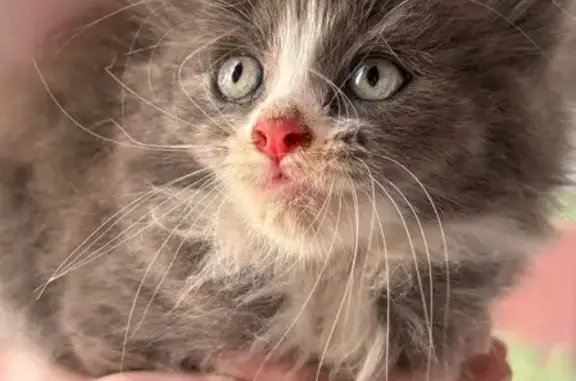 Кошка найдена на Сусанинской площади