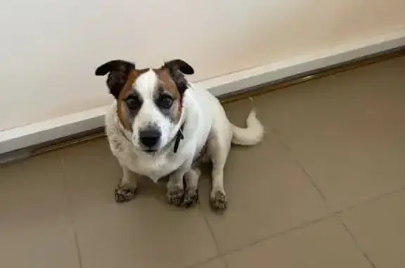 Найдена собака, Смоленск, фото: Найден джек рассел, ул. Кашена, 13