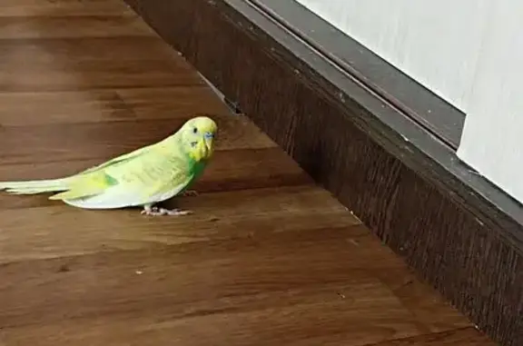 Пропала птица, Тамбасова 13, СПб