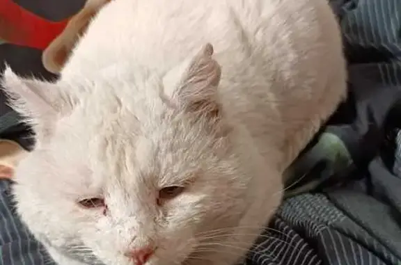 Кошки потеряшки, Белогорск, фото: Потеряшка кошка, 2-я ул. Пушкина, 32, Белогорск