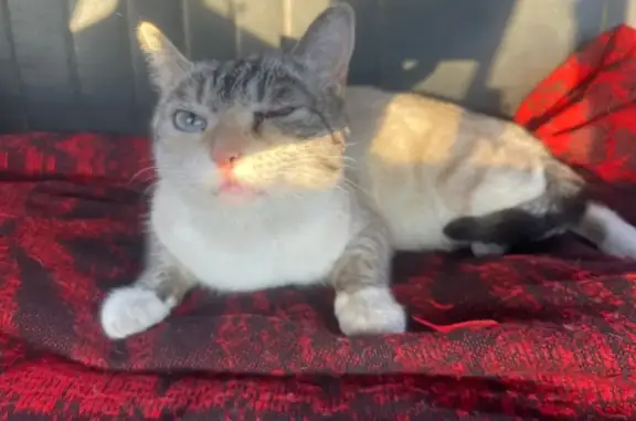 Кошка найдена у Республиканской больницы