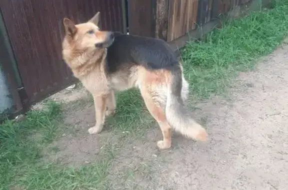 Найдена собака, , фото: Найдена собака, Карповка, Забайкалье