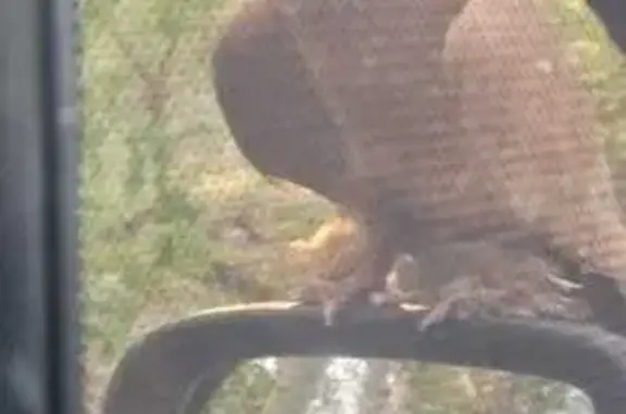 Объявления о пропавших и найденных животных, Яровое, фото: Птица найдена на 01Н-4001, Яровое