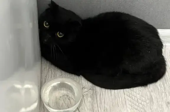 Кошка найдена: Гарнизонный проезд, 2Е