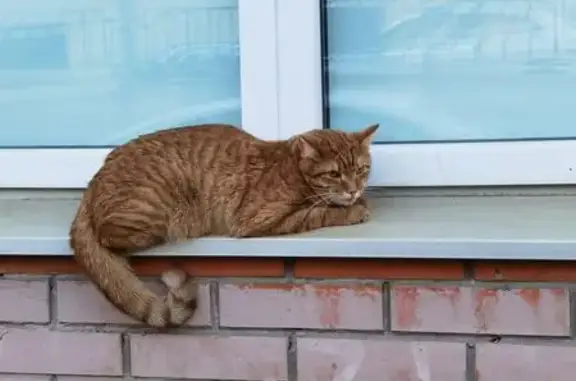 Кошка найдена в Реутове, Ленина 3