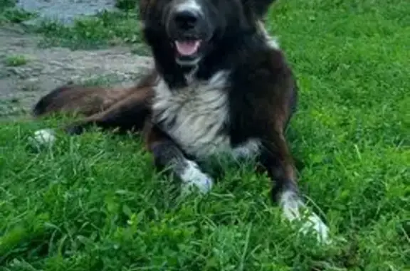 Найдена собака, Советская 67, Сырское