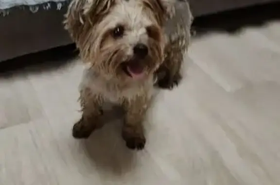 Найдена собака, Нижневартовск, фото: Йорк найден: Таёжная ул., 24, Нижневартовск