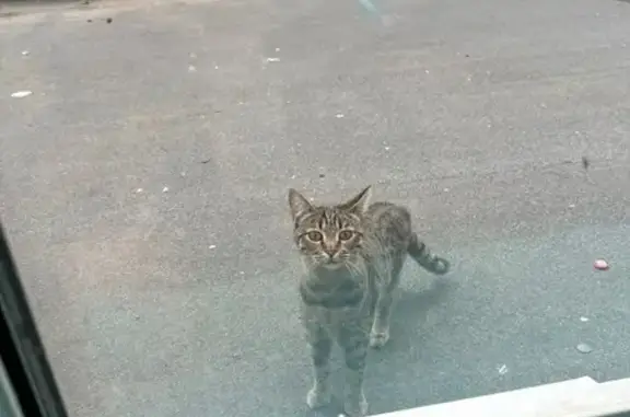 Пропала кошка, Ставрополь