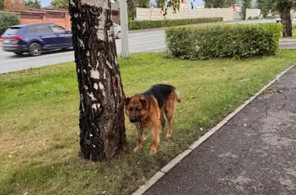 Найдена собака: Свободный проспект, 660000