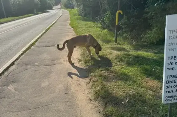 Найдена собака, Московская область, фото: Собака найдена: МО, ошейник 46К-9061