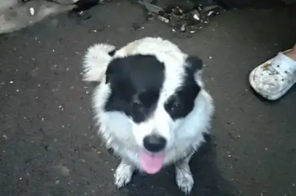 Собака найдена: ул. Ладо Кецховели, 99