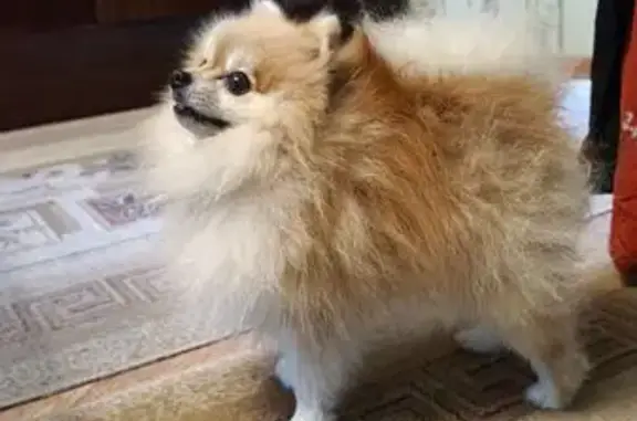 Шпиц найден: Рабочая ул., 1, Воровского