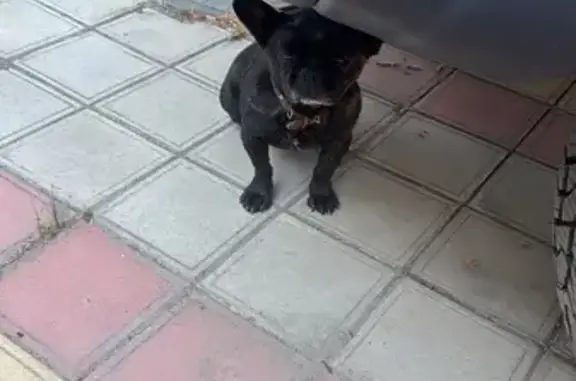 Собака найдена: ул. Мачуги, 96, Краснодар