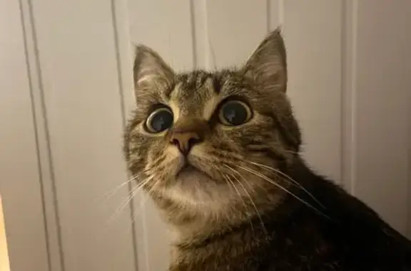 Кошка найдена: Переходный пер., 2А, Екб