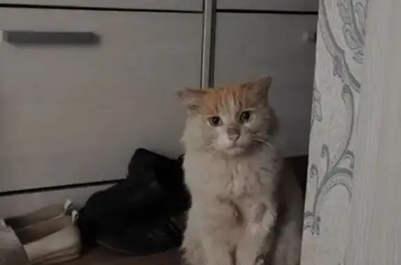 Пропала кошка, ул. Мира, 19, Похвистнево