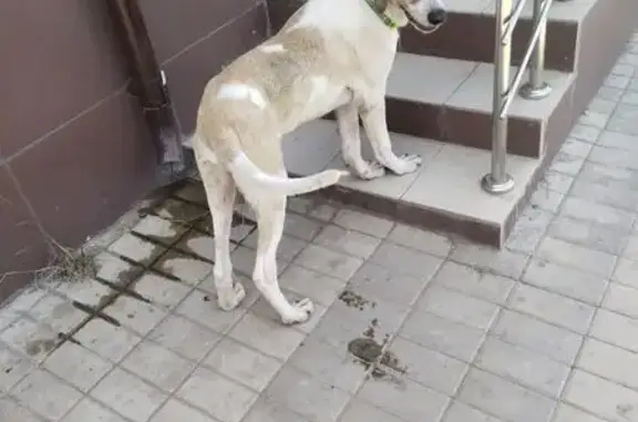 Найдена собака, Березовый, фото: Пёс найден: ул. Малигонова, 16, Берёзовый