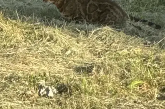 Найдена кошка, Киров, фото: Кошка на Октябрьском проспекте, 106, Киров