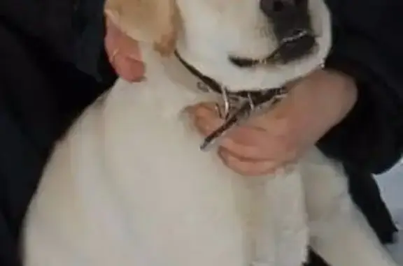 Собаки потеряшки, Полевской, фото: Потеряшка собака, Красноармейская 162