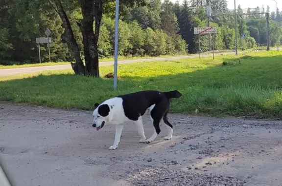 Найдена собака, Кипенское, фото: Алабай найден на старой трассе Нарвского шоссе