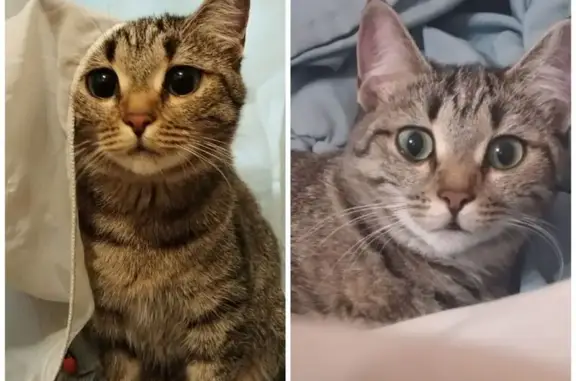 Пропала кошка, ул. Стофато, 17, Новосибирск